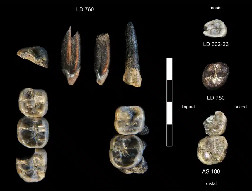Fossili di antenati umani in etiopia: due specie vissute insieme, una forse sconosciuta %fossili di antenati umani in etiopia: due specie vissute insieme, una forse sconosciutacount(title)% Fossili
