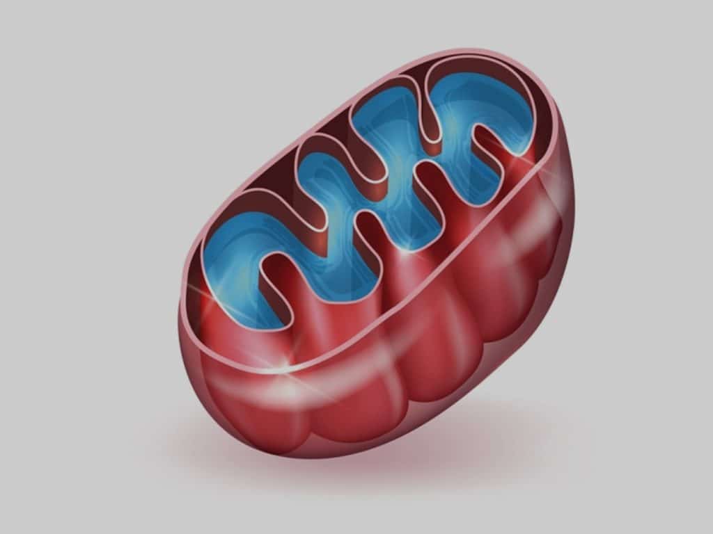 Mistero mitocondri: un nuovo passo verso la lotta alle malattie neurodegenerative
