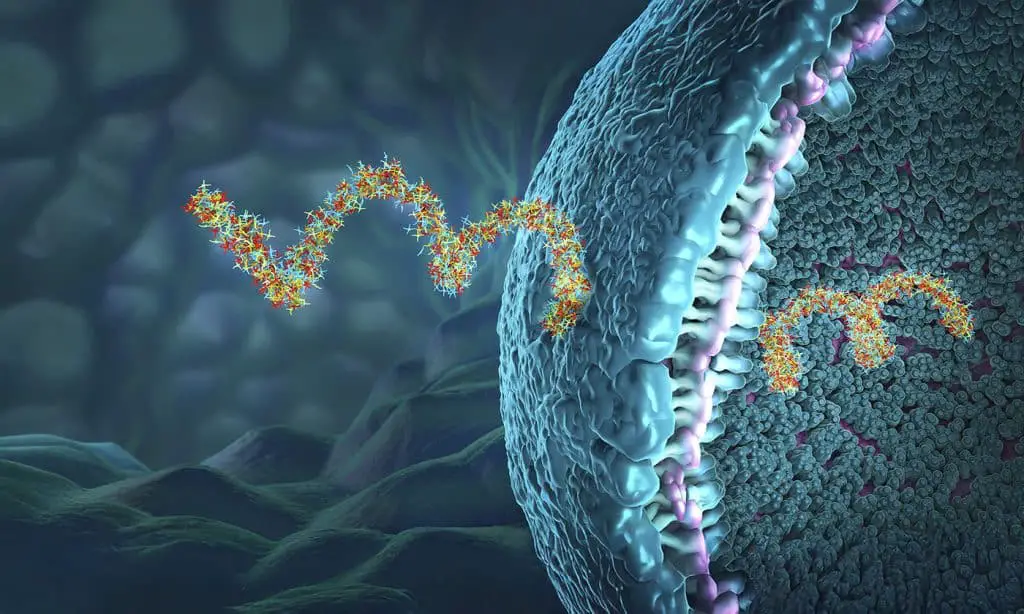 Malattie autoimmuni: scoperto un nuovo scudo molecolare per la loro cura