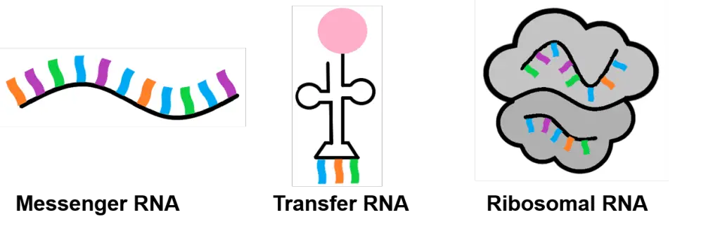 Rna e amminoacidi: così potrebbero essersi uniti all’origine della vita %rna e amminoacidi: così potrebbero essersi uniti all’origine della vitacount(title)% Rna e amminoacidi: così potrebbero essersi uniti all’origine della vita