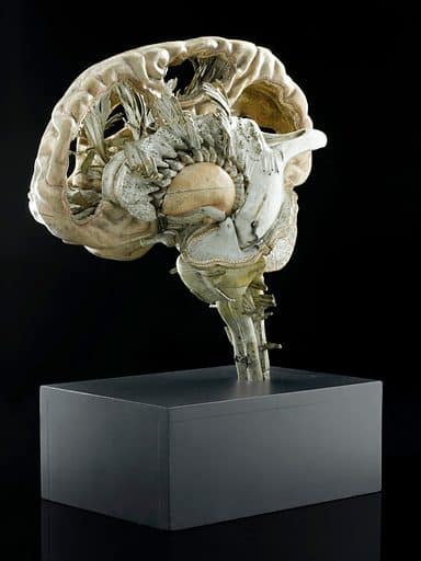 Dalla johns hopkins arriva il cervello in miniatura: un organoide multi-regionale per studiare l’autismo e altri disturbi neurologici
