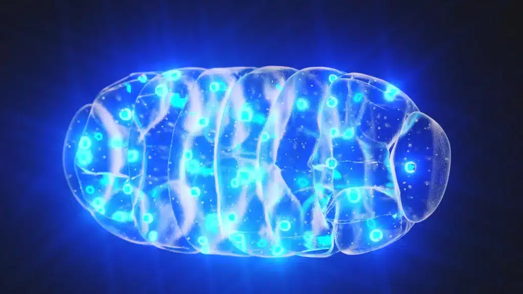 Mistero mitocondri: un nuovo passo verso la lotta alle malattie neurodegenerative