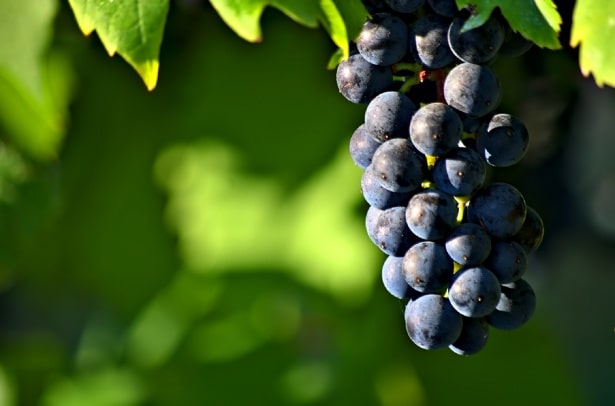 Uva fresca: il supercibo che (quasi) nessuno considera, ma che la scienza promuove a pieni voti! %uva fresca: il supercibo che (quasi) nessuno considera, ma che la scienza promuove a pieni voti! Count(title)% Uva fresca: il supercibo che (quasi) nessuno considera, ma che la scienza promuove a pieni voti!