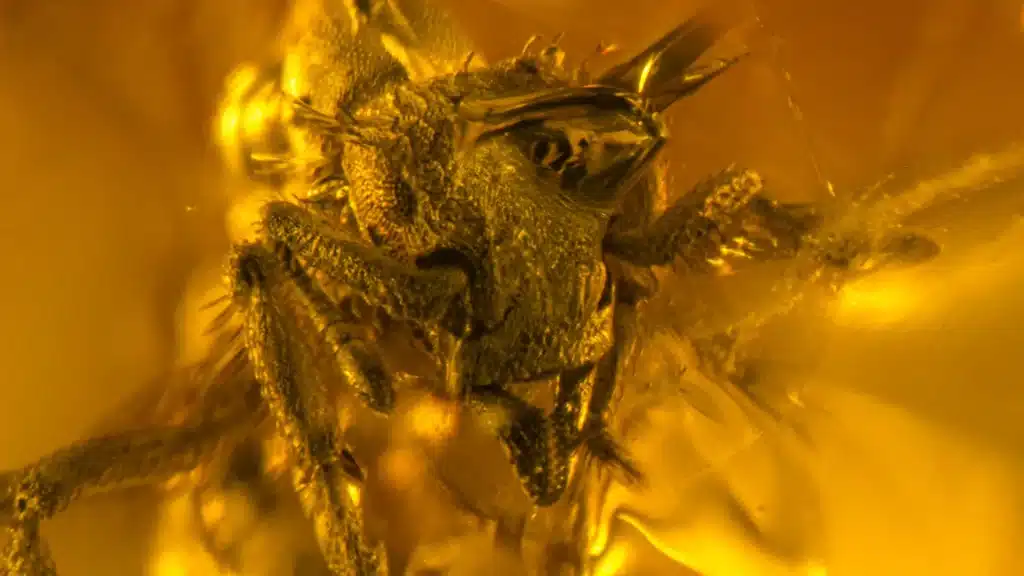 Scoperta una “formica del suolo” estinta: era minuscola e viveva nei caraibi 16 milioni di anni fa