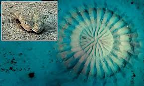 Pesce palla maculato: l'architetto degli abissi conquista la partner con l'arte -foto