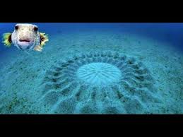 Pesce palla maculato: l'architetto degli abissi conquista la partner con l'arte -foto