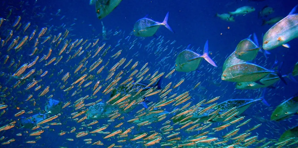 L’oceano come lo spazio: scoperto un ecosistema “alieno” a 9. 500 metri di profondità %l’oceano come lo spazio: scoperto un ecosistema “alieno” a 9. 500 metri di profonditàcount(title)% L’oceano come lo spazio: scoperto un ecosistema “alieno” a 9. 500 metri di profondità