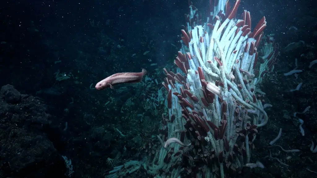 L’oceano come lo spazio: scoperto un ecosistema “alieno” a 9. 500 metri di profondità %l’oceano come lo spazio: scoperto un ecosistema “alieno” a 9. 500 metri di profonditàcount(title)% L’oceano come lo spazio: scoperto un ecosistema “alieno” a 9. 500 metri di profondità