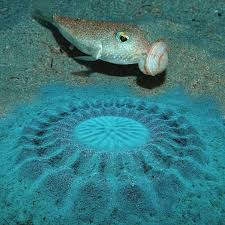 Pesce palla maculato: l'architetto degli abissi conquista la partner con l'arte -foto