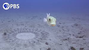 Pesce palla maculato: l'architetto degli abissi conquista la partner con l'arte -foto