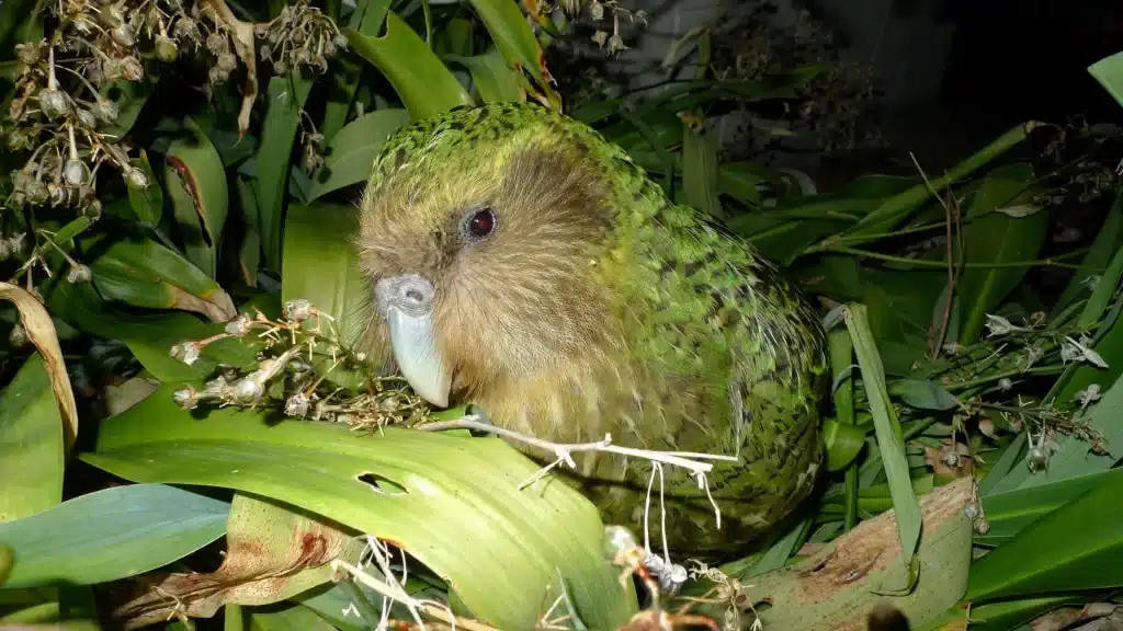 Estinti e dimenticati: l’80% dei parassiti del kakapo è scomparso, e non è una buona notizia %estinti e dimenticati: l’80% dei parassiti del kakapo è scomparso, e non è una buona notiziacount(title)% Estinti e dimenticati: l’80% dei parassiti del kakapo è scomparso, e non è una buona notizia