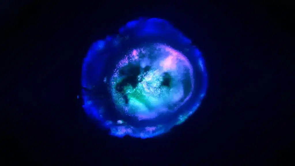 Dalla johns hopkins arriva il cervello in miniatura: un organoide multi-regionale per studiare l’autismo e altri disturbi neurologici