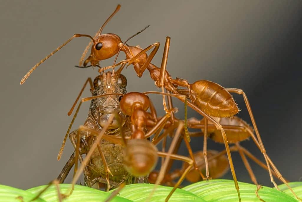 Scoperta una “formica del suolo” estinta: era minuscola e viveva nei caraibi 16 milioni di anni fa