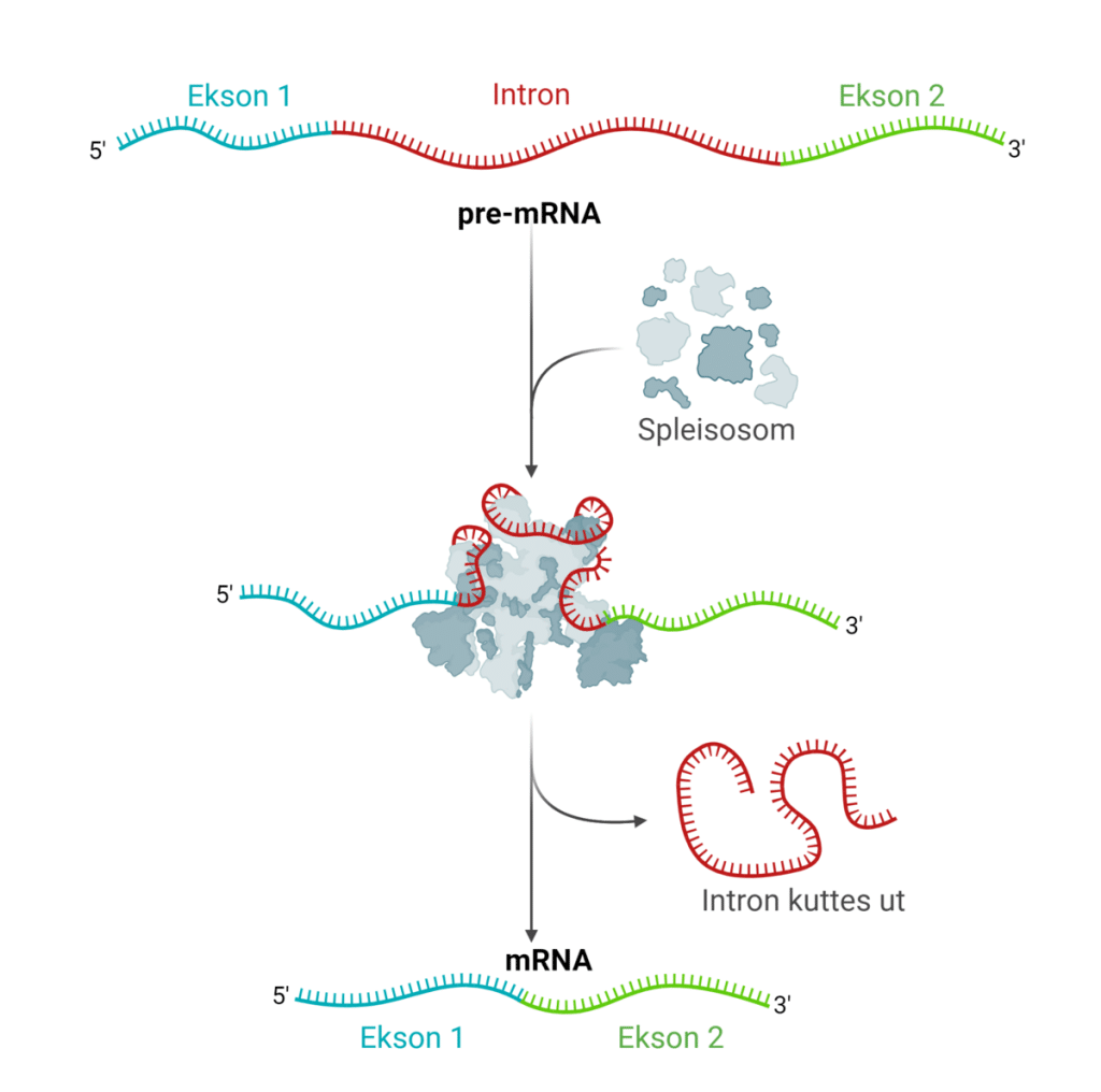 Rna e amminoacidi: così potrebbero essersi uniti all’origine della vita %rna e amminoacidi: così potrebbero essersi uniti all’origine della vitacount(title)% Rna e amminoacidi: così potrebbero essersi uniti all’origine della vita