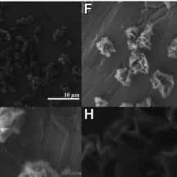 Nanofiori di molibdeno: dalla texas a&m una nuova arma per proteggere il cervello %nanofiori di molibdeno: dalla texas a&m una nuova arma per proteggere il cervellocount(title)% Tileshop