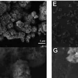 Nanofiori di molibdeno: dalla texas a&m una nuova arma per proteggere il cervello %nanofiori di molibdeno: dalla texas a&m una nuova arma per proteggere il cervellocount(title)% Nanofiori di molibdeno: dalla texas a&m una nuova arma per proteggere il cervello