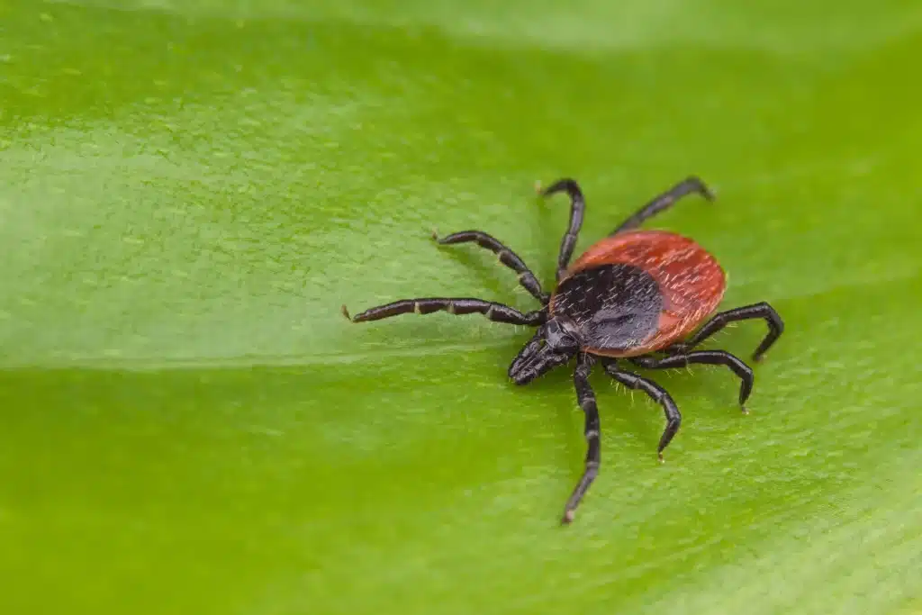 Zecche invasive introdotte negli usa dai viaggiatori: il nuovo allarme degli esperti %zecche invasive introdotte negli usa dai viaggiatori: il nuovo allarme degli esperticount(title)% Zecche
