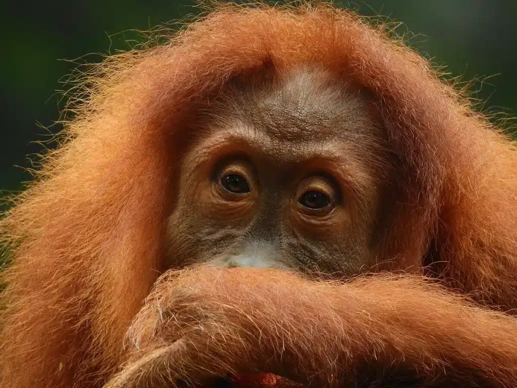 Oranghi di sumatra: così i giovani imparano a costruire i nidi osservando le madri %oranghi di sumatra: così i giovani imparano a costruire i nidi osservando le madricount(title)% Oranghi di sumatra: così i giovani imparano a costruire i nidi osservando le madri
