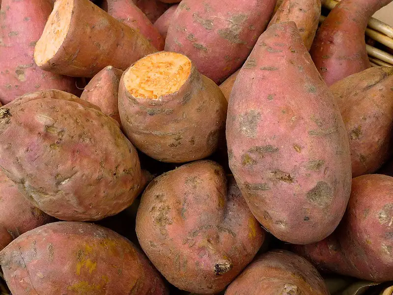 La patata dolce svela i suoi segreti: decifrato il suo genoma super complesso