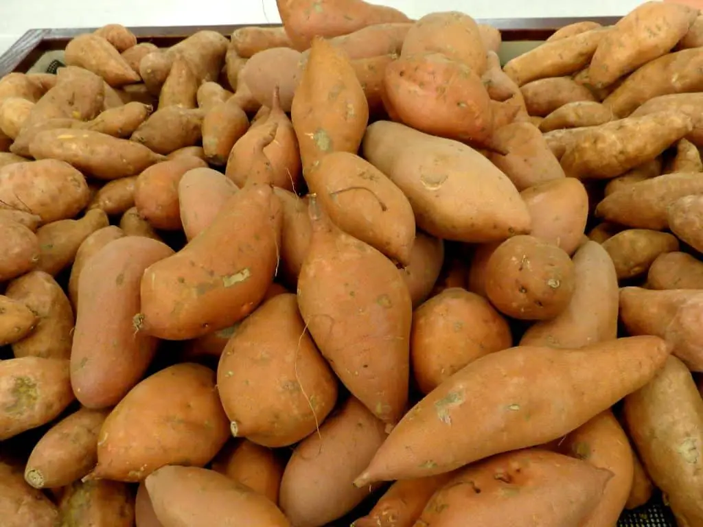 La patata dolce svela i suoi segreti: decifrato il suo genoma super complesso