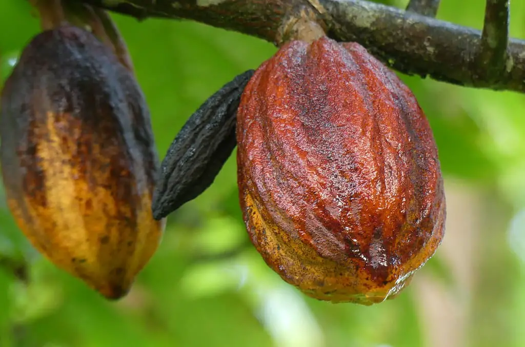 Il cacao fa bene al cuore? Un nuovo studio mostra effetti antinfiammatori sorprendenti