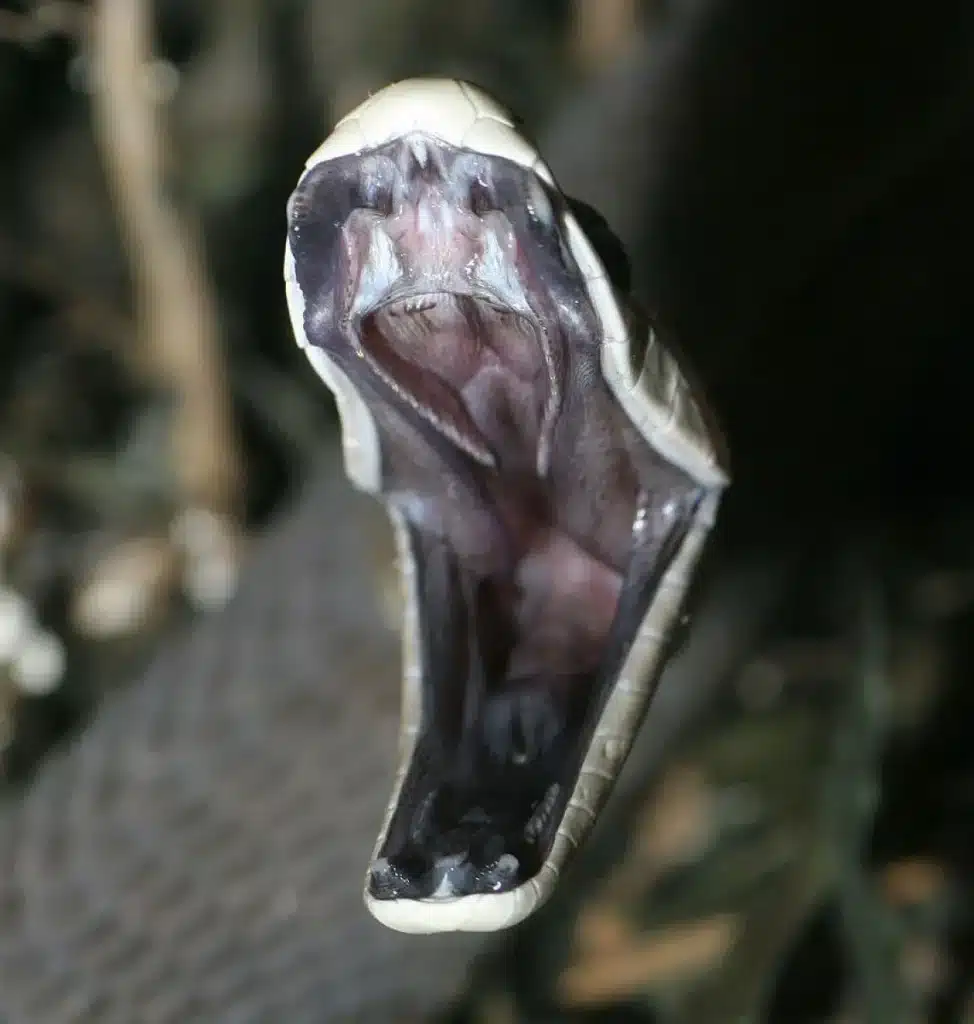 Il veleno del mamba è più complesso di quanto si pensasse: nuova scoperta dell’università del queensland