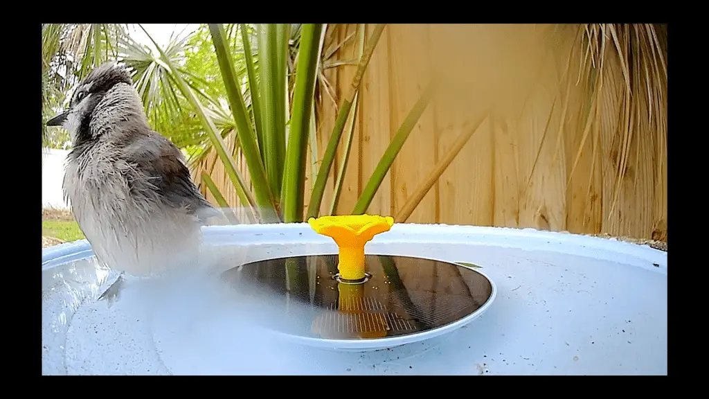 Birdfy smart bird bath pro alla prova: vale davvero il prezzo?