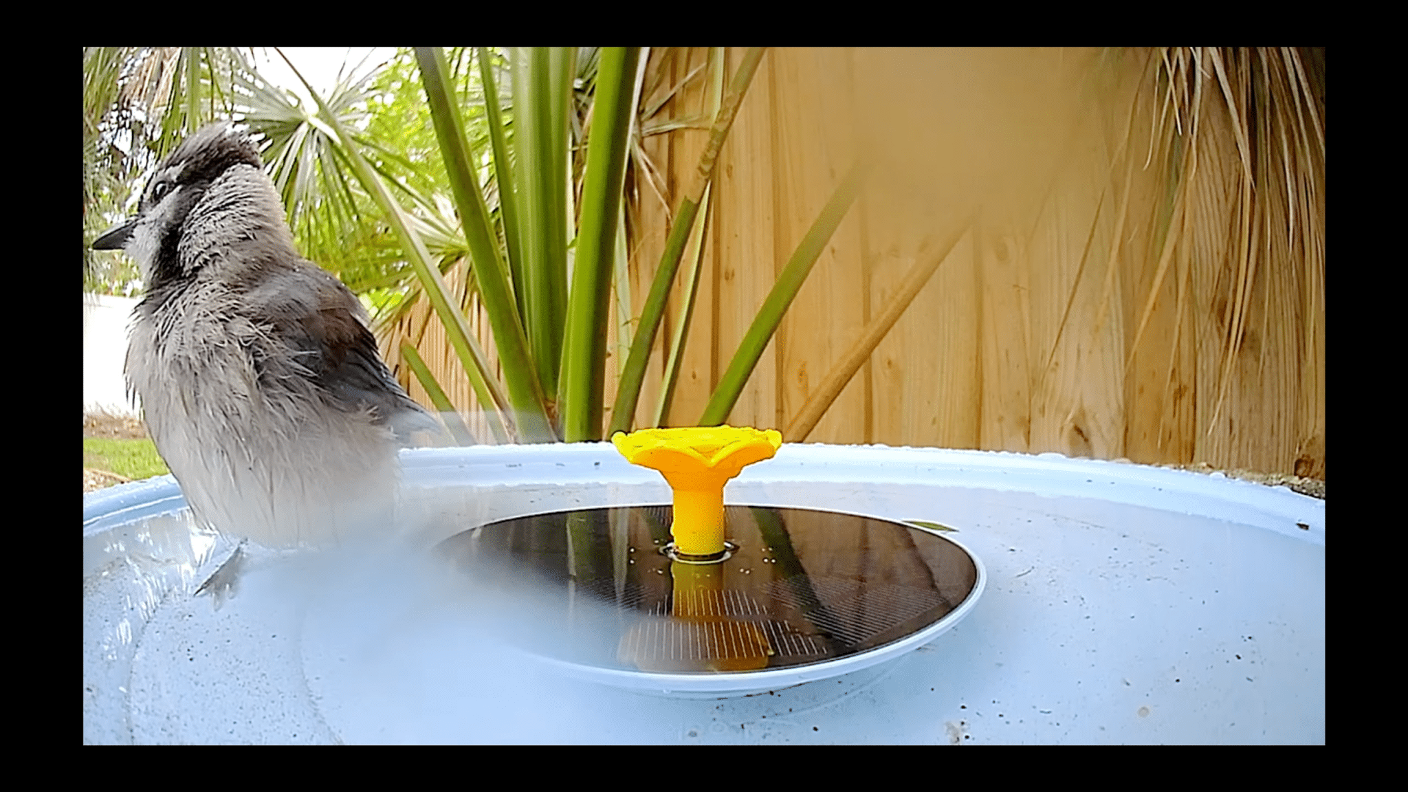 Birdfy Smart Bird Bath Pro alla prova: vale davvero il prezzo?