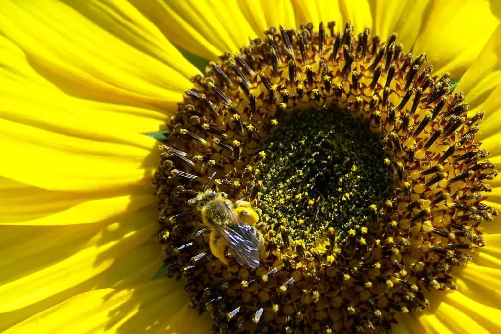 Il polline che cura: come i batteri "buoni" salvano le api (e forse anche i nostri raccolti)