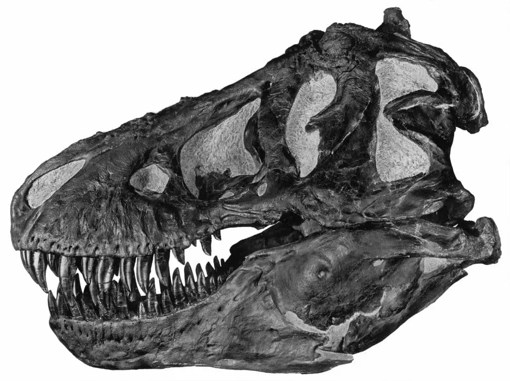 Dinosauri: svelata la dieta segreta grazie allo smalto dei denti %dinosauri: svelata la dieta segreta grazie allo smalto dei denticount(title)% Dinosauri: svelata la dieta segreta grazie allo smalto dei denti