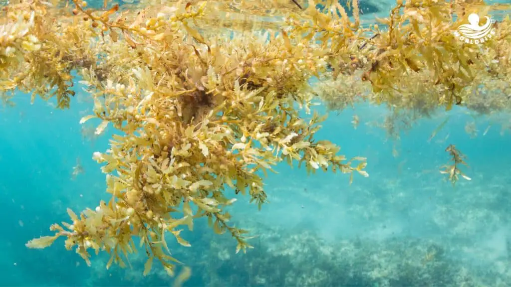 Sargassi: un mare di alghe minaccia l’oceano atlantico %sargassi: un mare di alghe minaccia l’oceano atlanticocount(title)% Sargassi: un mare di alghe minaccia l’oceano atlantico