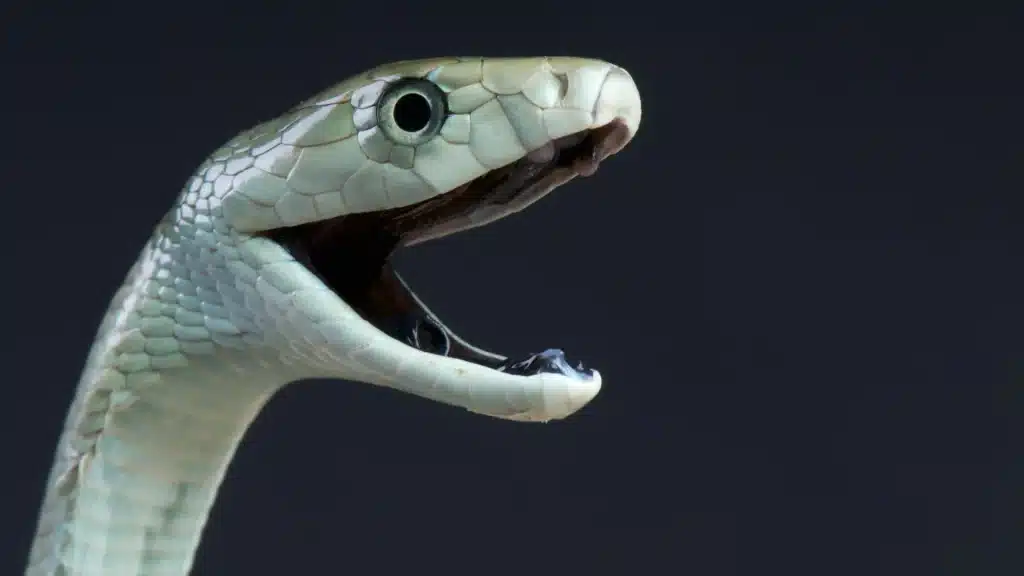 Il veleno del mamba è più complesso di quanto si pensasse: nuova scoperta dell’università del queensland