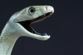 Mamba nero