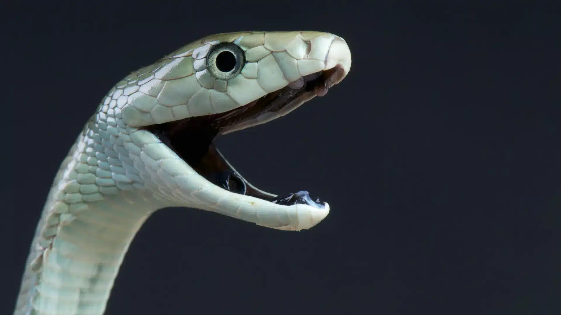 Mamba nero