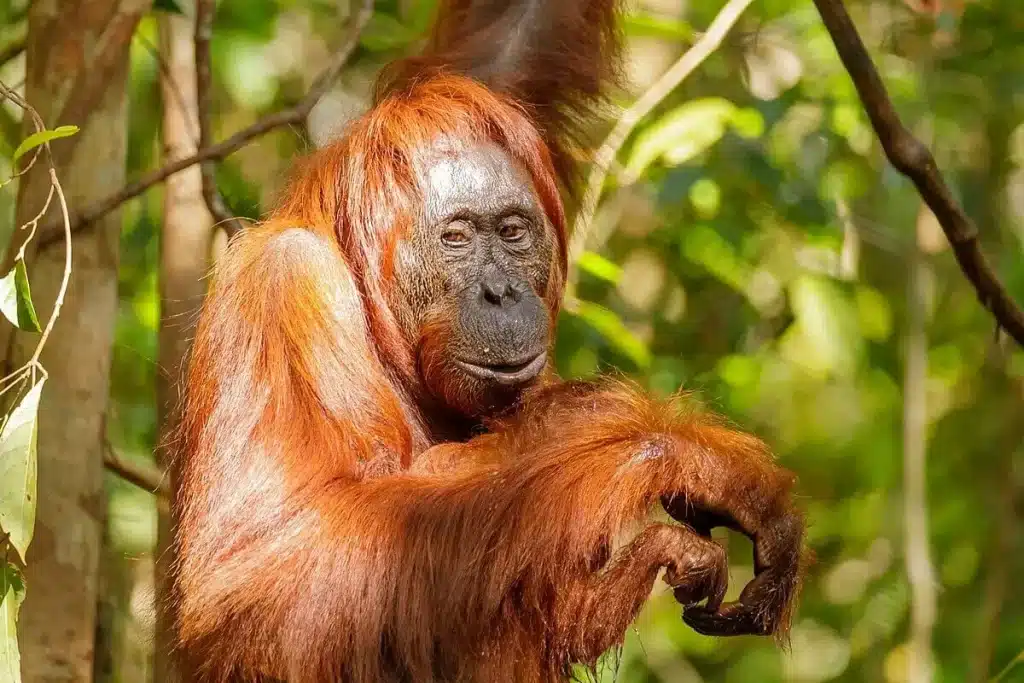 Oranghi di sumatra: così i giovani imparano a costruire i nidi osservando le madri %oranghi di sumatra: così i giovani imparano a costruire i nidi osservando le madricount(title)% Oranghi di sumatra: così i giovani imparano a costruire i nidi osservando le madri