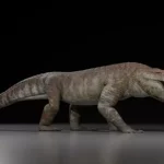 Un coccodrillo di 45 milioni di anni emerge dalle rocce della sfinge %un coccodrillo di 45 milioni di anni emerge dalle rocce della sfingecount(title)% Un coccodrillo di 45 milioni di anni emerge dalle rocce della sfinge