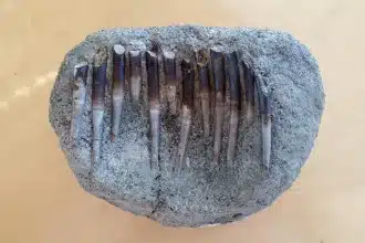 Dinosauri