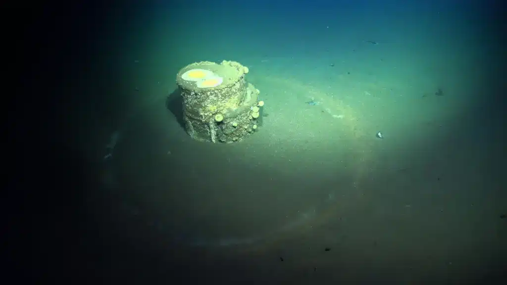 Rifiuti tossici in mare: nuovi studi rivelano un’eredità nascosta del ddt