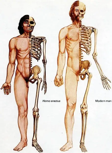 Camminare eretti (1)