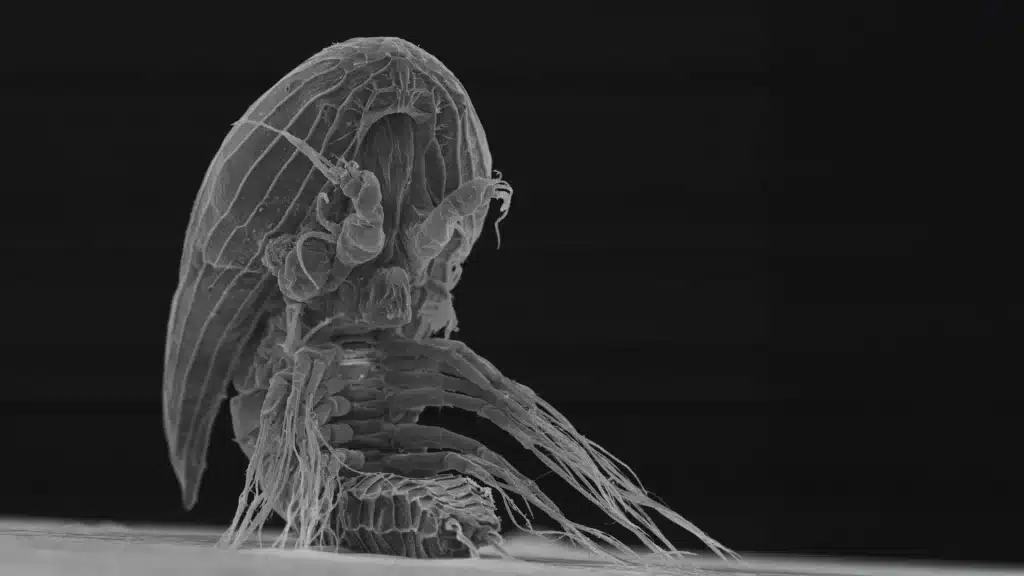 Y-larvae: i crostacei misteriosi che vivono come parassiti nascosti %y-larvae: i crostacei misteriosi che vivono come parassiti nascosticount(title)% Y-larvae: i crostacei misteriosi che vivono come parassiti nascosti