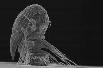 Y-larvae