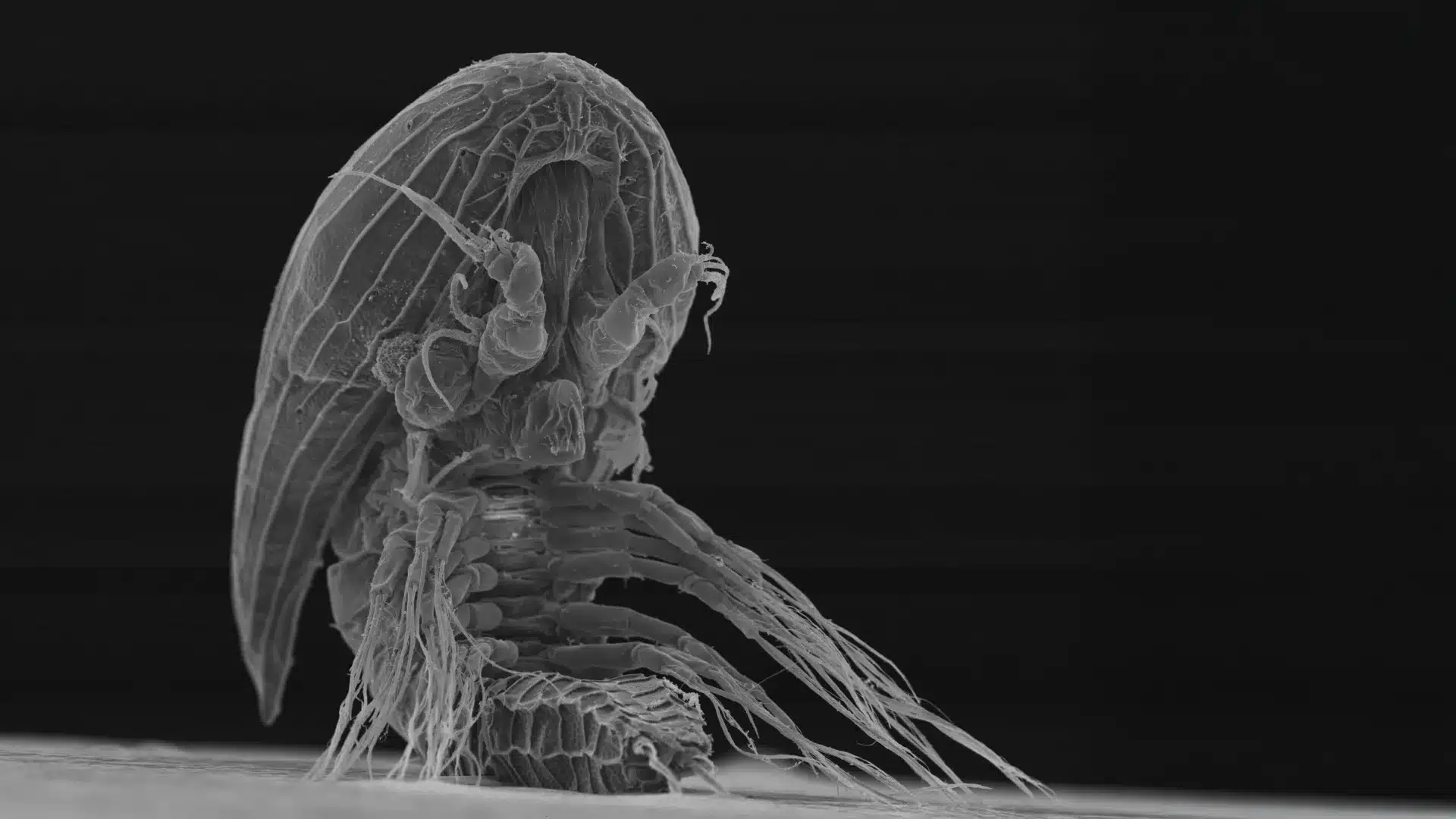 Y-larvae