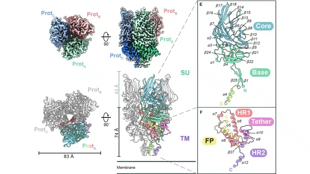Il lato virale nascosto nel nostro dna: scoperta la prima struttura 3d di una proteina herv %il lato virale nascosto nel nostro dna: scoperta la prima struttura 3d di una proteina hervcount(title)% Il lato virale nascosto nel nostro dna: scoperta la prima struttura 3d di una proteina herv
