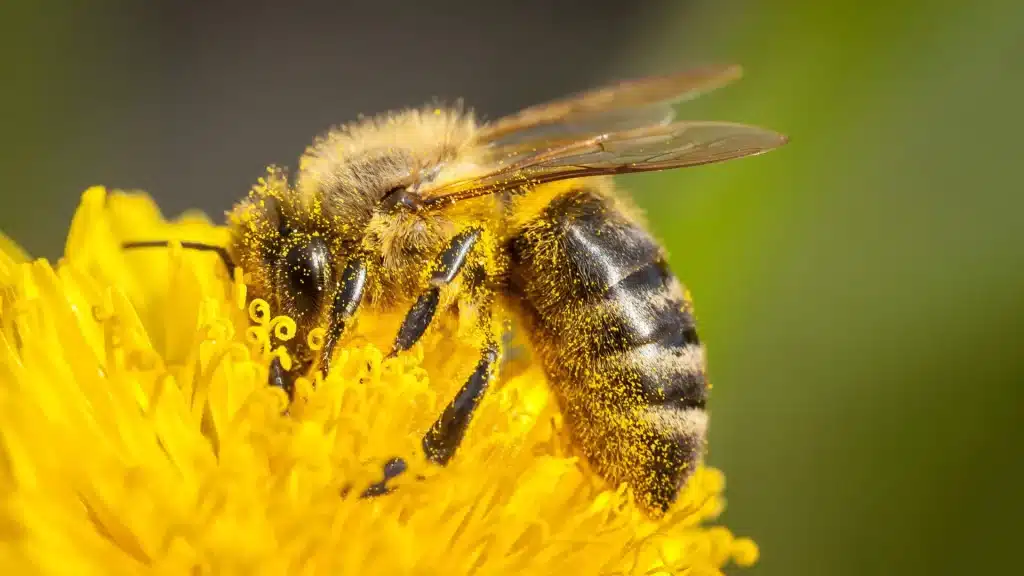Il polline che cura: come i batteri "buoni" salvano le api (e forse anche i nostri raccolti)