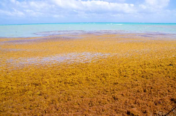 Sargassi: un mare di alghe minaccia l’oceano atlantico %sargassi: un mare di alghe minaccia l’oceano atlanticocount(title)% Sargassi: un mare di alghe minaccia l’oceano atlantico