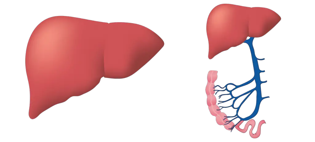 Una semplice analisi del sangue può prevedere il rischio di gravi malattie al fegato: lo dice uno studio svedese