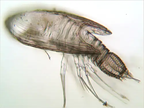 Y-larvae: i crostacei misteriosi che vivono come parassiti nascosti %y-larvae: i crostacei misteriosi che vivono come parassiti nascosticount(title)% Y-larvae: i crostacei misteriosi che vivono come parassiti nascosti