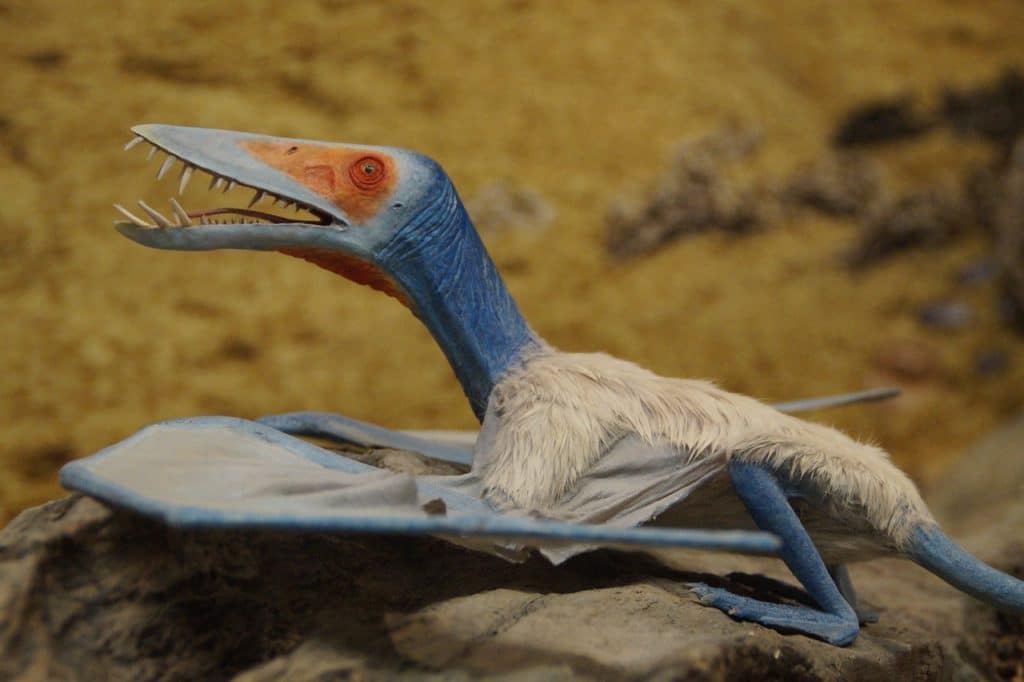 Due cuccioli di pterosauro svelano il mistero delle tempeste del giurassico %due cuccioli di pterosauro svelano il mistero delle tempeste del giurassicocount(title)% Due cuccioli di pterosauro svelano il mistero delle tempeste del giurassico