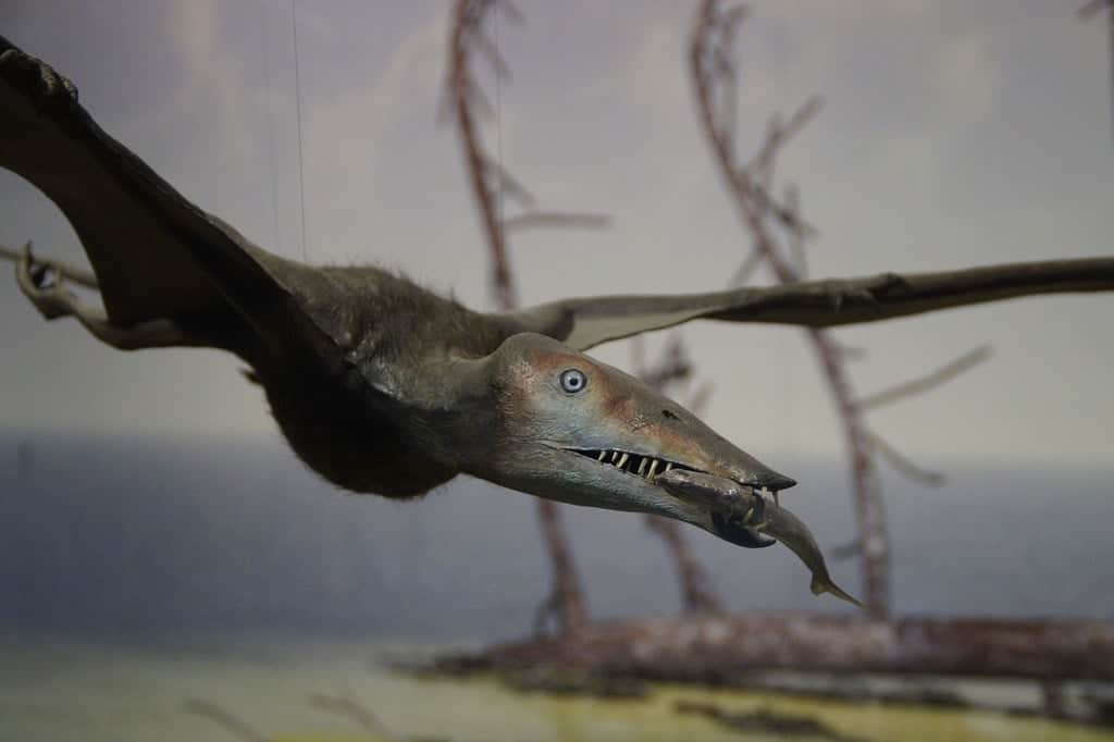 Due cuccioli di pterosauro svelano il mistero delle tempeste del giurassico %due cuccioli di pterosauro svelano il mistero delle tempeste del giurassicocount(title)% Due cuccioli di pterosauro svelano il mistero delle tempeste del giurassico