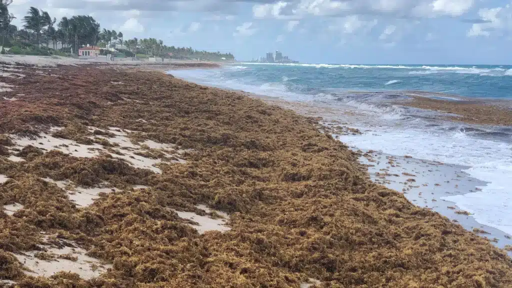 Sargassi: un mare di alghe minaccia l’oceano atlantico %sargassi: un mare di alghe minaccia l’oceano atlanticocount(title)% Sargassi: un mare di alghe minaccia l’oceano atlantico
